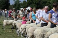 Record Breaking Sheep Entries to Penrith Show 2014