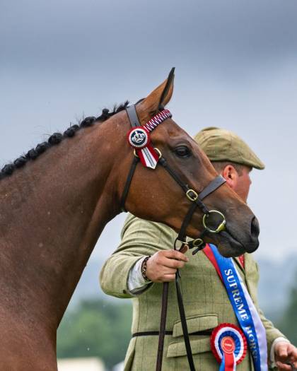 Supreme Champion Horse 2026